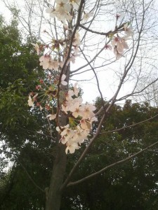 桜